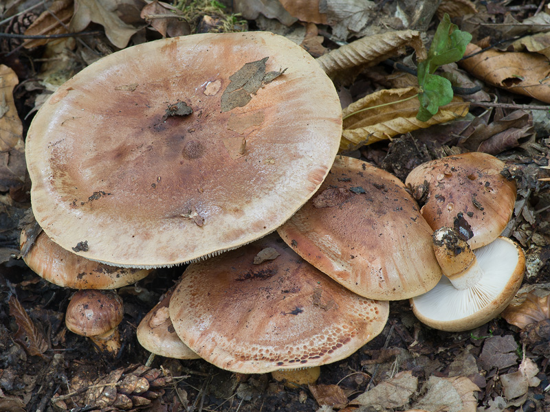 Tricholoma fracticum